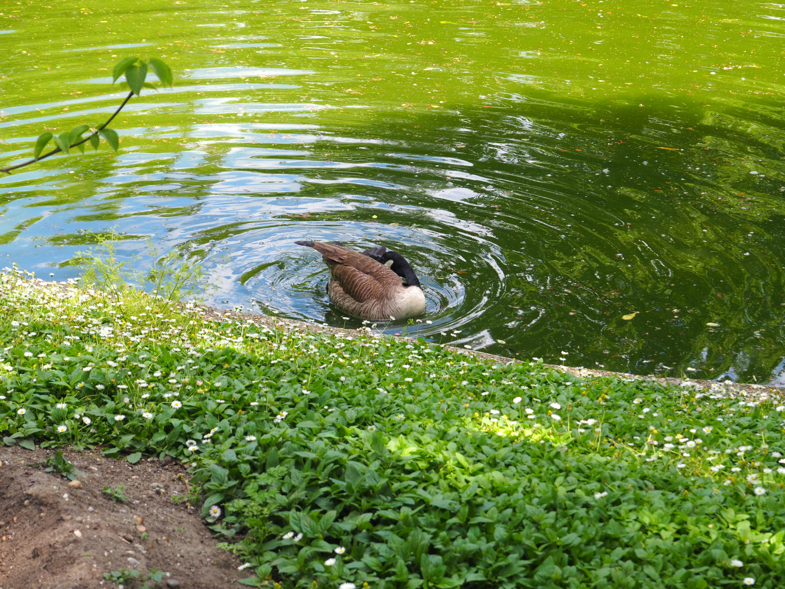 Bird in Jardin Public Bird in Jardin Public
