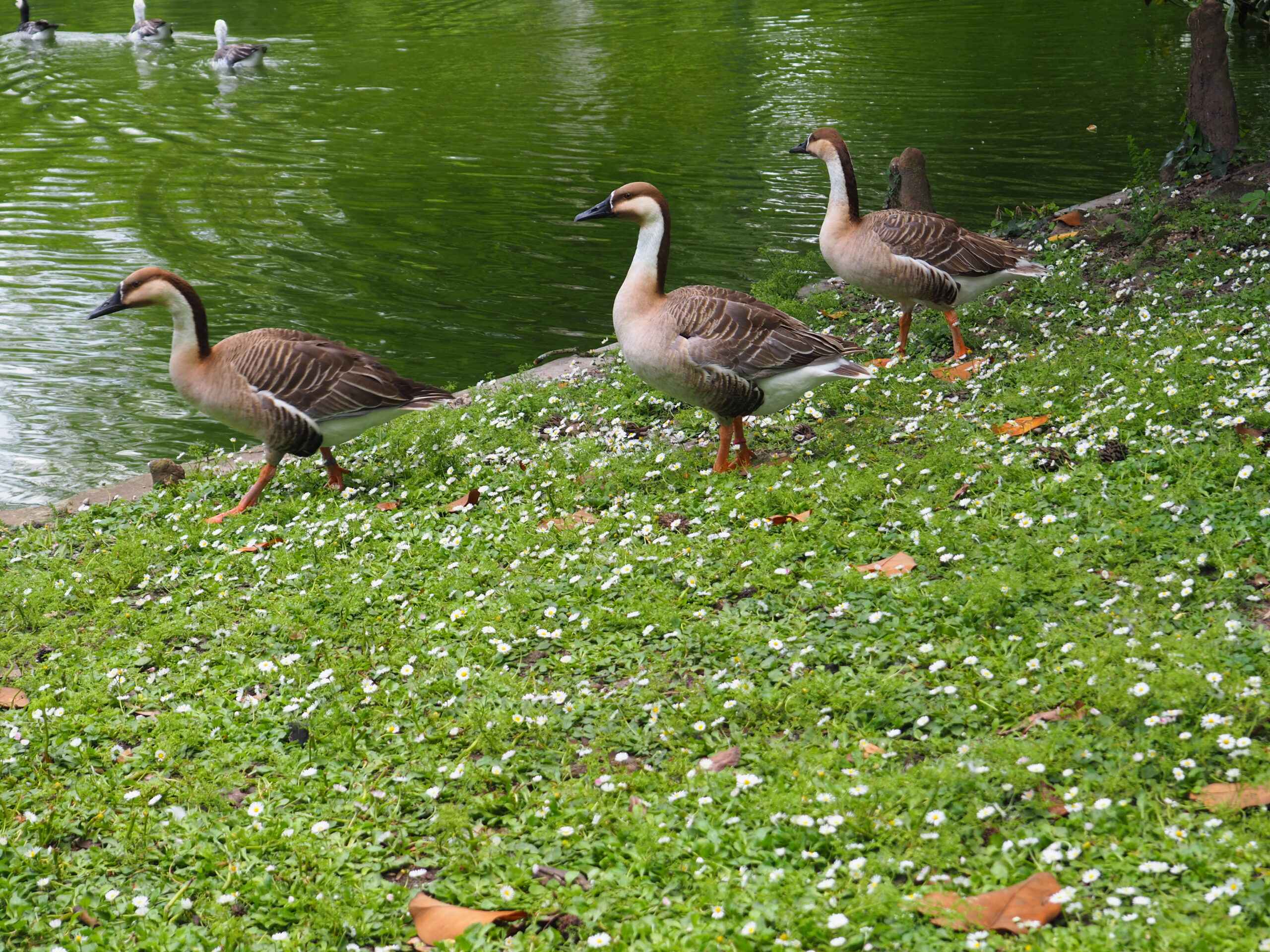 Ducks in Jardin Public Ducks in Jardin Public