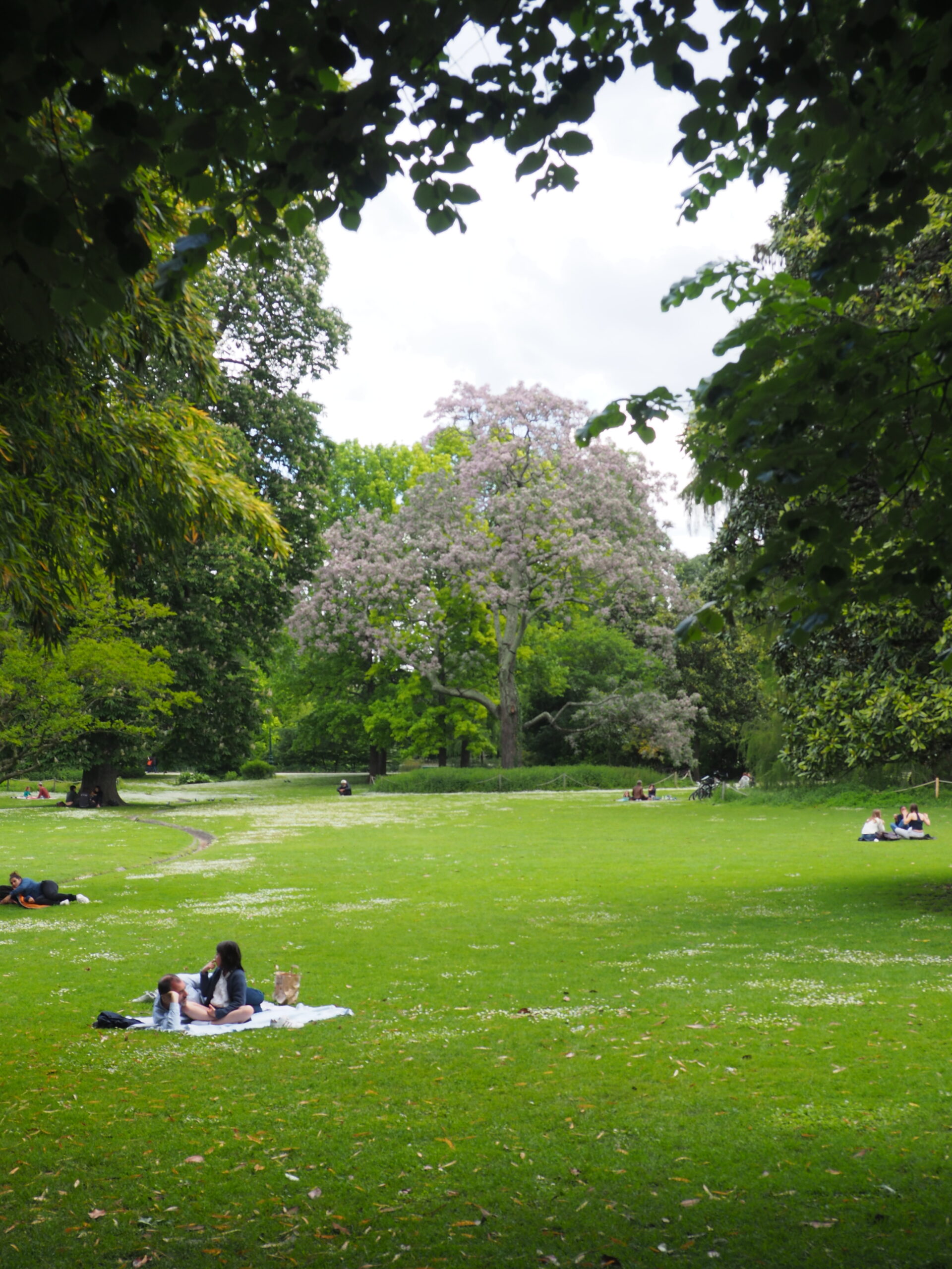 Tree in Jardin Public Tree in Jardin Public